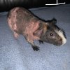 3 Male Hairless Guinea Pigs For Sale