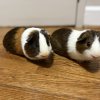 Two adorable male guinea pigs