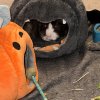 One year old single male guinea pig