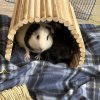 Two adorable bonded male guinea pigs!