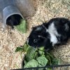 Two adorable female guinea pigs