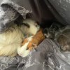 3 boys and 3 girls for adoption