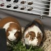 Bonded Pair! Two (2) Male Guinea Pigs