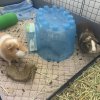 Adorable Guinea Pig Brothers ??
