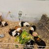 6 Female Guinea Pigs searching for a new home