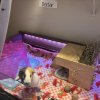 Two male guinea pigs