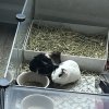 Two adorable bonded male guinea pigs!