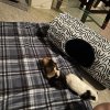 Two adorable bonded male guinea pigs!