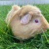 2 Male Guinea Pigs Pippin and Gimli