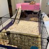 3 female guinea pigs + large loft cage