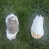 Mother/Daughter Guinea Pair!
