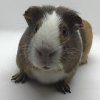 Erie Guinea Pig Rescue