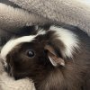 Two sweet female bonded guinea pigs