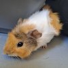 3 female guinea pigs 8 mo old