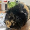 Two female Guinea Pigs need REHOMING