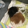 3 guineas: 2 female, 1 male New Pal area!