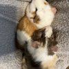 Guinea pigs need new home