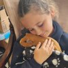 Willow - Approx 3 yr Old Female Guinea Pig