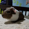 2 male guinea pigs (Grimace &amp;amp; Rooster)