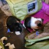 Three Young Males Looking for a Great Home
