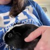 2 Bonded Female Guinea Pigs