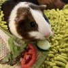 3 Female Guinea Pigs + Everything You Need!