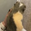 3 MALE Guinea Pigs in need of a good home