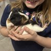 Three Female Guinea Pigs - Cage Included