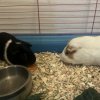 2 male guinea pigs