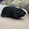 Cute &amp;amp; Friendly Guinea pigs