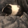 Taylor&#039;s Guinea Pig Rescue