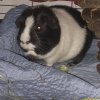 2 Female Guinea Pigs need to re-home