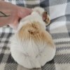 Harry, 1 year old female