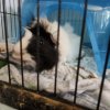 2 Guinea Pigs need new home