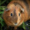 Family Fur-ever: Dad &amp;amp; Two Sons Rehome Ready