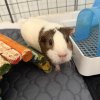 Pig &amp;amp; Mouse, bonded females