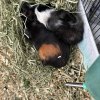 Two adorable female guinea pigs