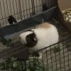 2 male guinea pigs under 5 months