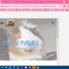 PIGGIE PALACE GUINEA PIG RESCUE