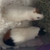 3 Adult female guinea pigs