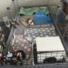 2 male PEEPOTTIE TRAINED-piggie, 6 months old