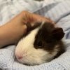 Two young male guinea pigs for rehoming