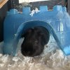 2 Male Bonded Guinea Pigs Looking to Rehome
