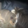 Two sweet, young piggies available!