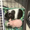 2 male guinea pigs