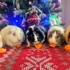 Want 5 adorable guinea pigs?