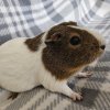 Luna, 3 year old female
