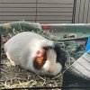 Two Mid Age Male Pigs