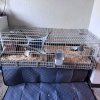 2 male guinea pigs needing a home