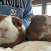 Two Bonded Sisters 2.5 Years Old